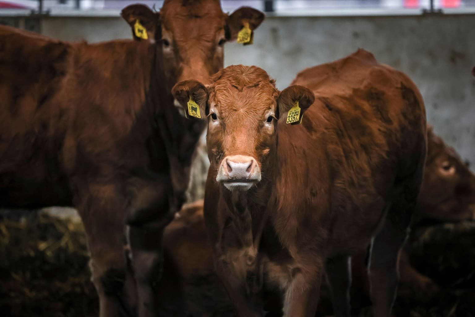 Bruine Limousin koeien. 